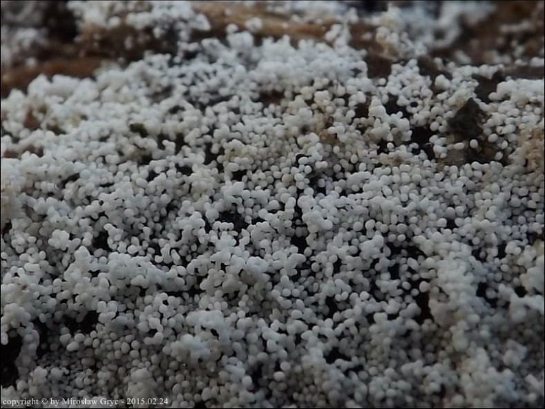 bulwkowiec mączysty - zdjęcie główne