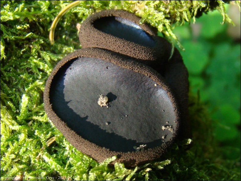 prószyk brudzący - zdjęcie główne