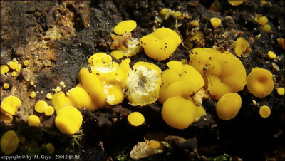 Bisporella citrina