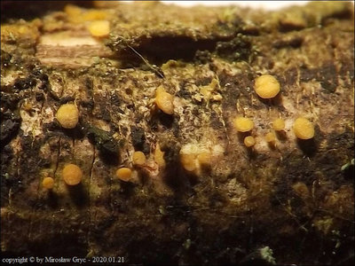 Bisporella confluens