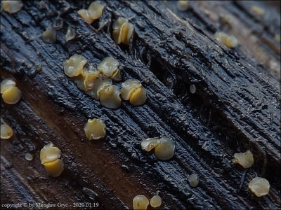 Bisporella subpallida