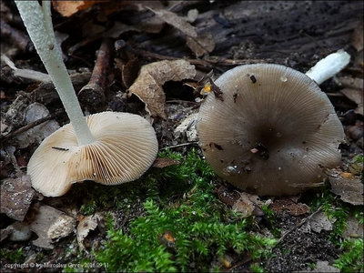 Bolbitius aleuriatus