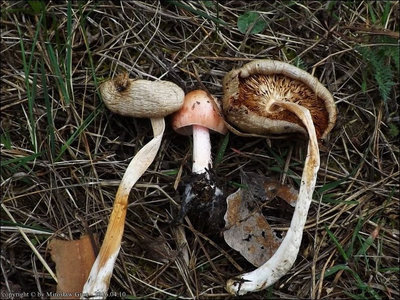 Bolbitius coprophilus