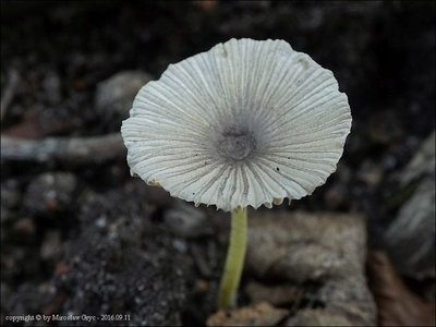 Bolbitius variicolor