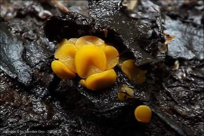 Boubovia nicholsonii