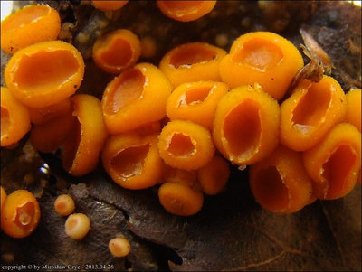 Byssonectria terrestris