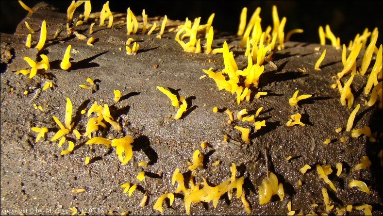 pięknoróg szydłowaty - zdjęcie główne