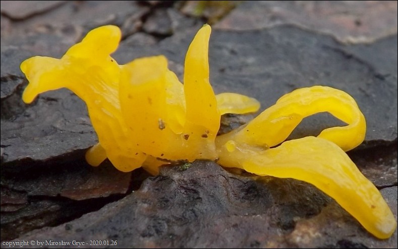 pięknoróg dwuprzegrodowy - zdjęcie główne