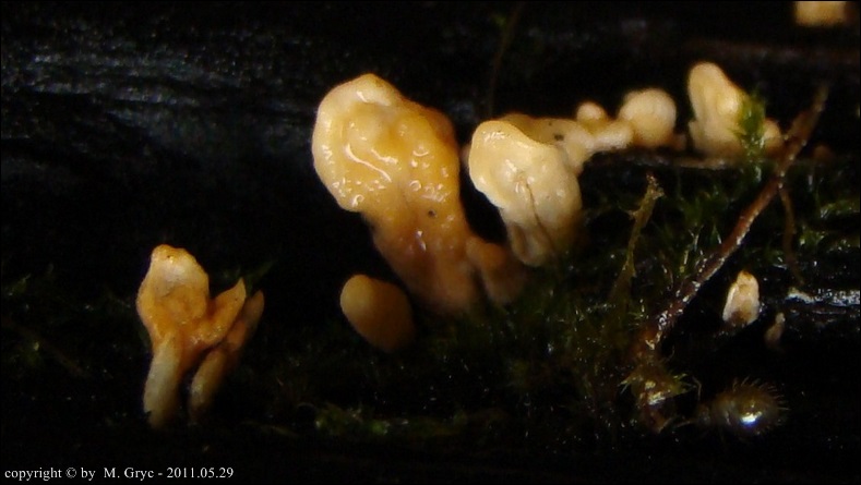 pięknoróg językowaty - zdjęcie główne