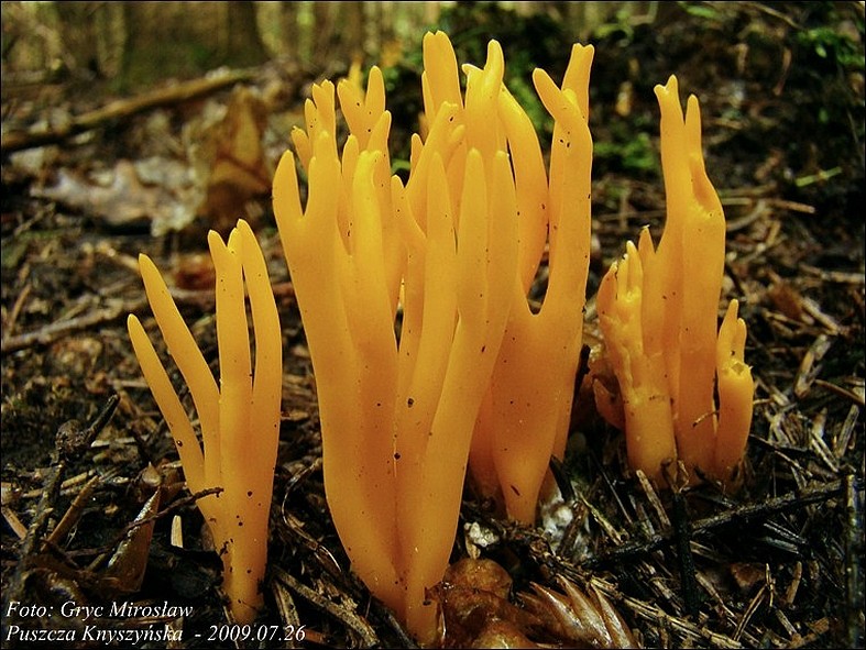 pięknoróg największy - zdjęcie główne