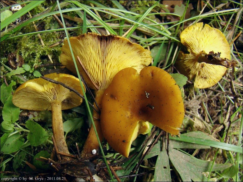 gęśnica woskowata - zdjęcie główne