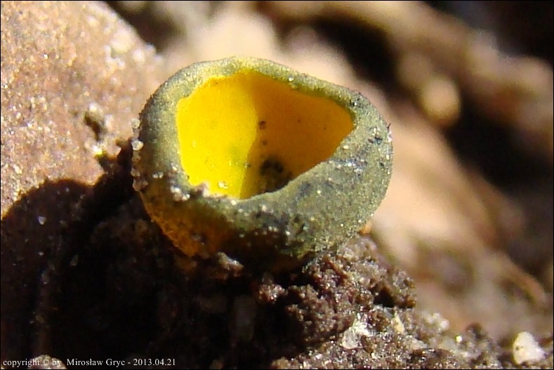 kielonka błyszcząca - zdjęcie główne