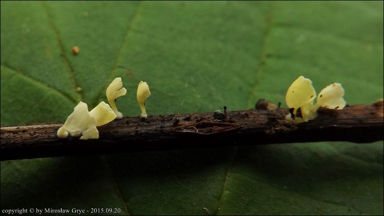 miseczniczka żółtawa - zdjęcie główne