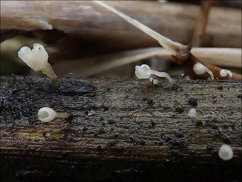 miseczniczka ... - zdjęcie główne