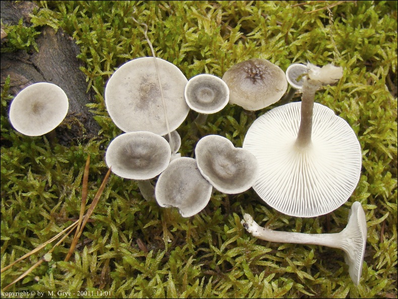 pieprzniczka szarawa - zdjęcie główne