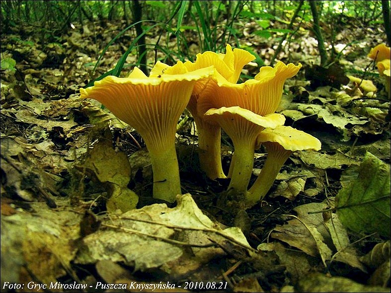 pieprznik jadalny - zdjęcie główne