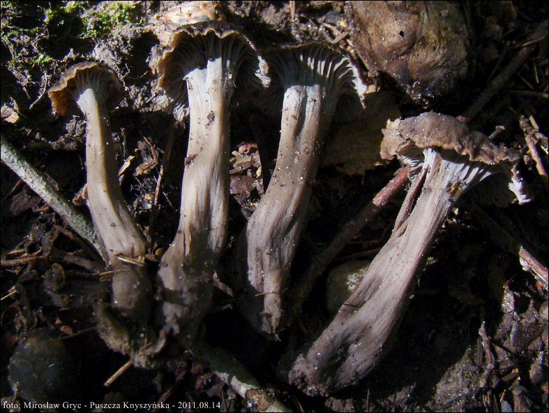 pieprznik szary - zdjęcie główne