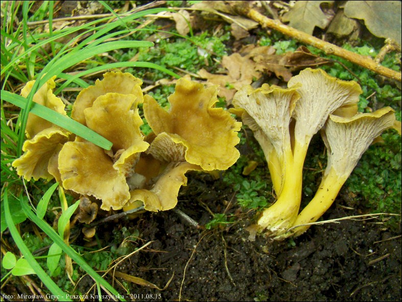 pieprznik trąbkowy - zdjęcie główne