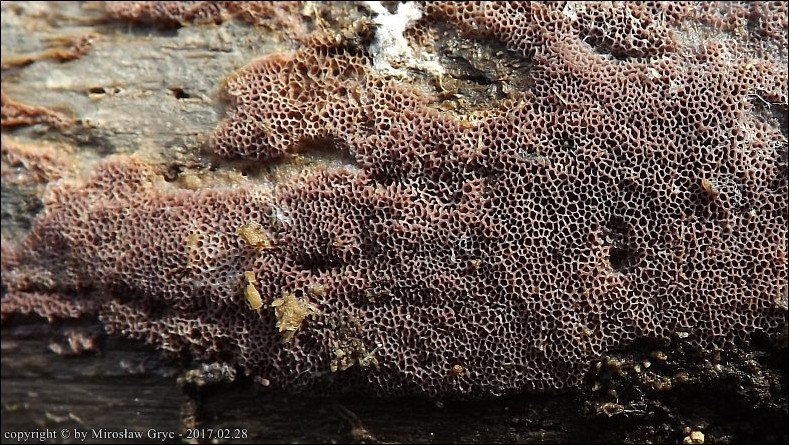 woszczynka różowawa - zdjęcie główne