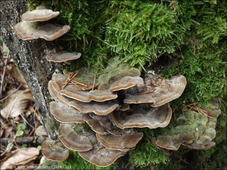 gmatkówka szarawa - zdjęcie główne