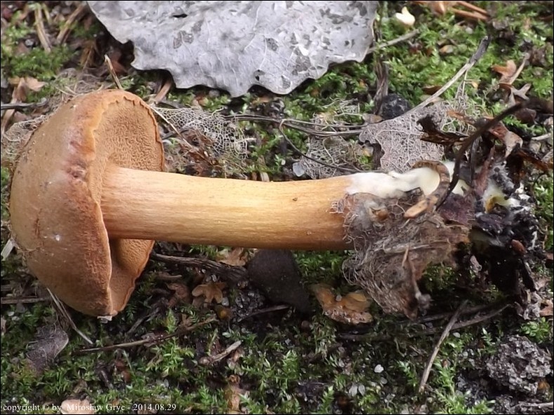 maślaczek pieprzowy - zdjęcie główne