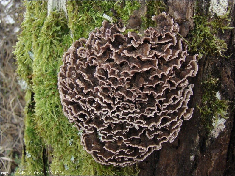 chrząstkoskórnik purpurowy - zdjęcie główne