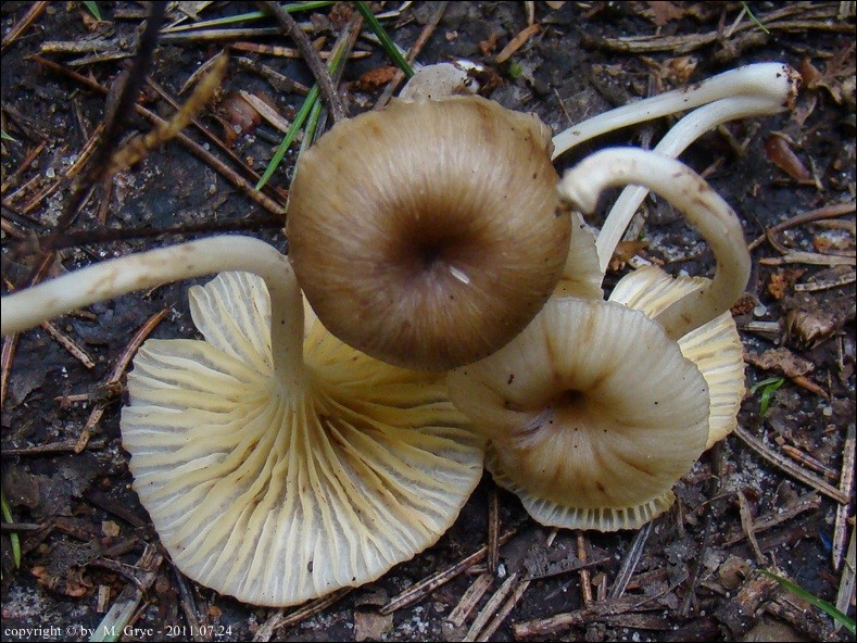 pępnica szarobrązowa - zdjęcie główne