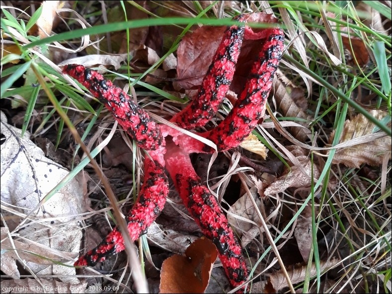 okratek australijski - zdjęcie główne