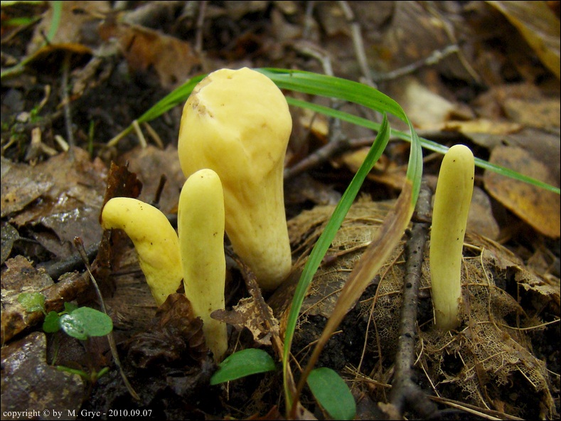 buławka pałeczkowata - zdjęcie główne