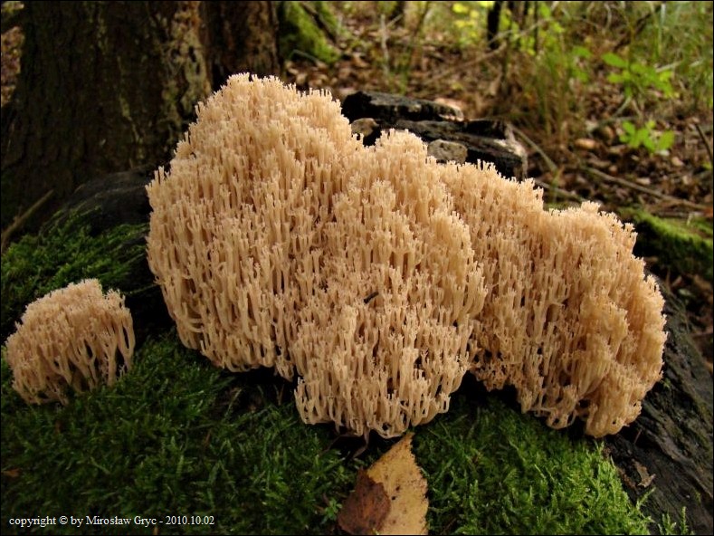 świecznica rozgałęziona - zdjęcie główne