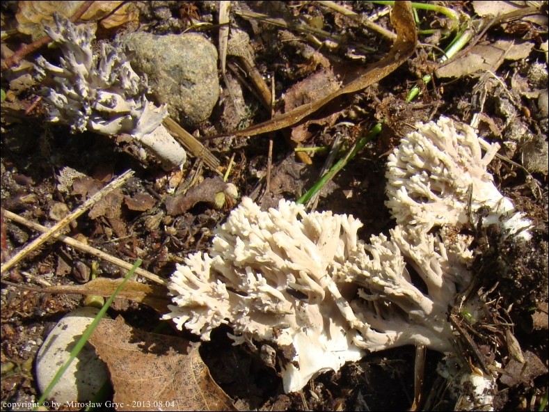 goździeńczyk popielaty - zdjęcie główne