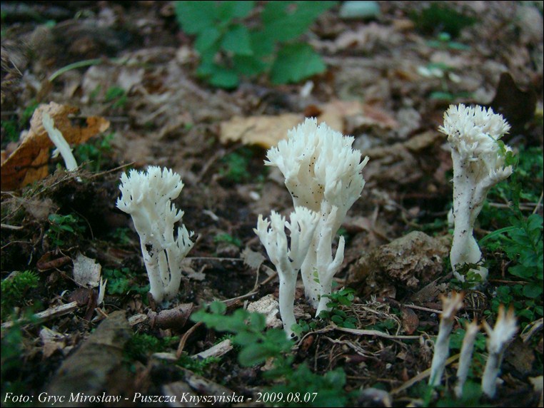 goździeńczyk grzebieniasty - zdjęcie główne