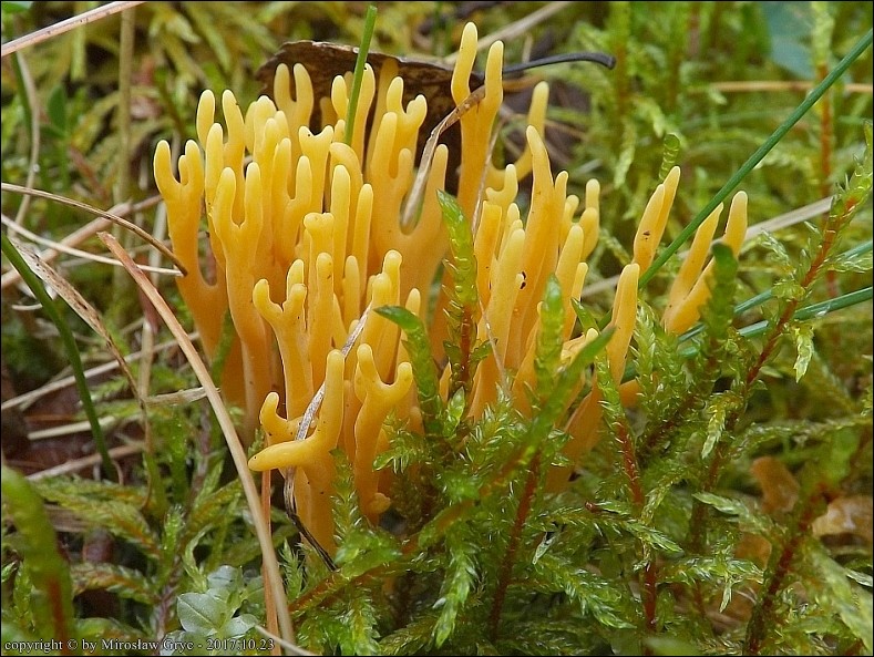 goździeniowiec mączny - zdjęcie główne