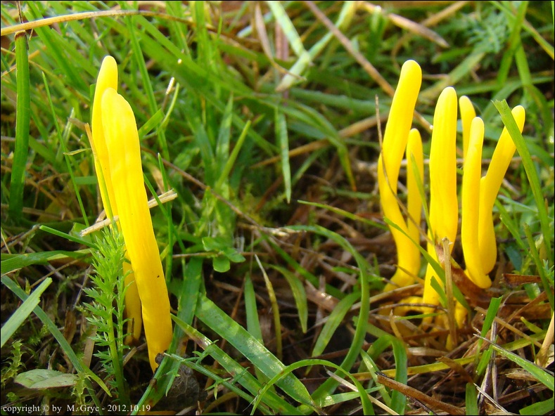 goździeniowiec miodowy - zdjęcie główne