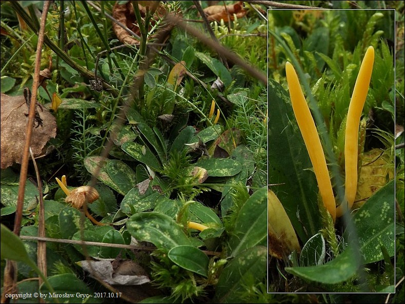 goździeniowiec piękny - zdjęcie główne