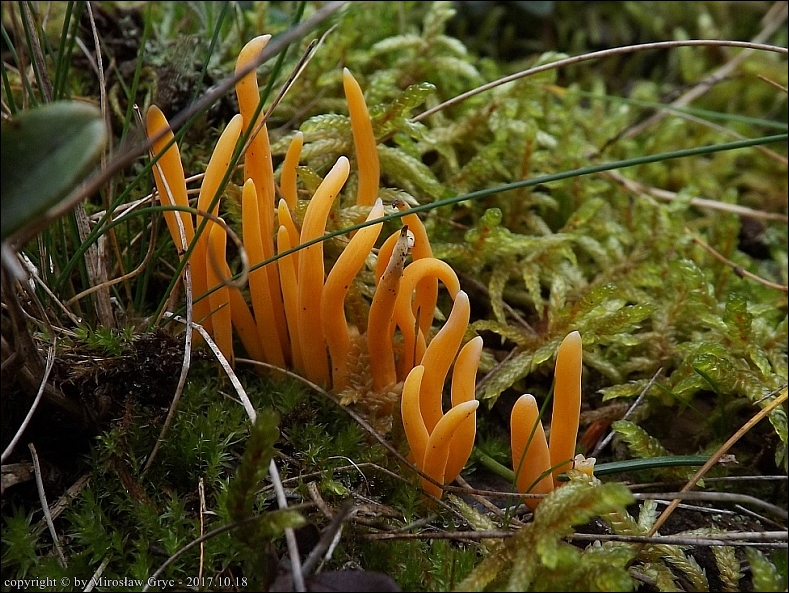 goździeniowiec żółtobiały - zdjęcie główne