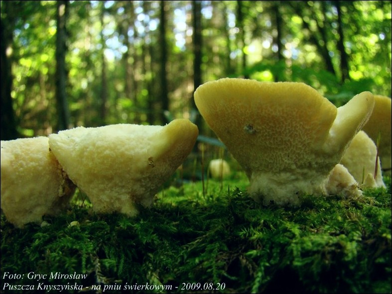 gąbkowiec północny - zdjęcie główne