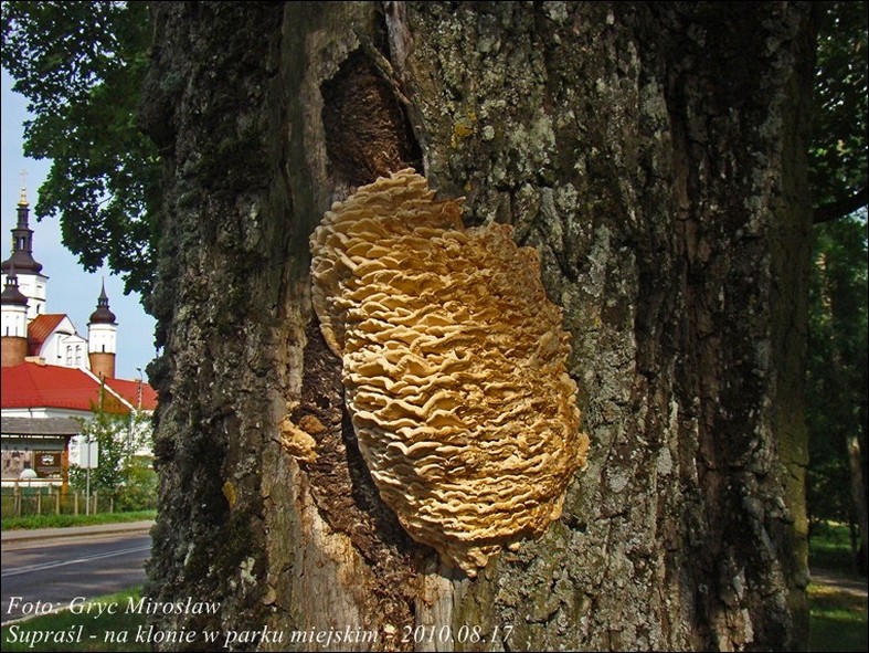 zębniczek północny - zdjęcie główne