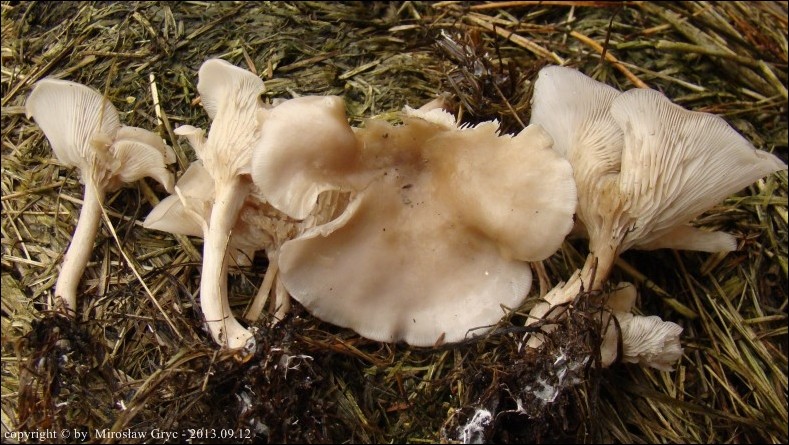 lejkówka gorzkawa - zdjęcie główne