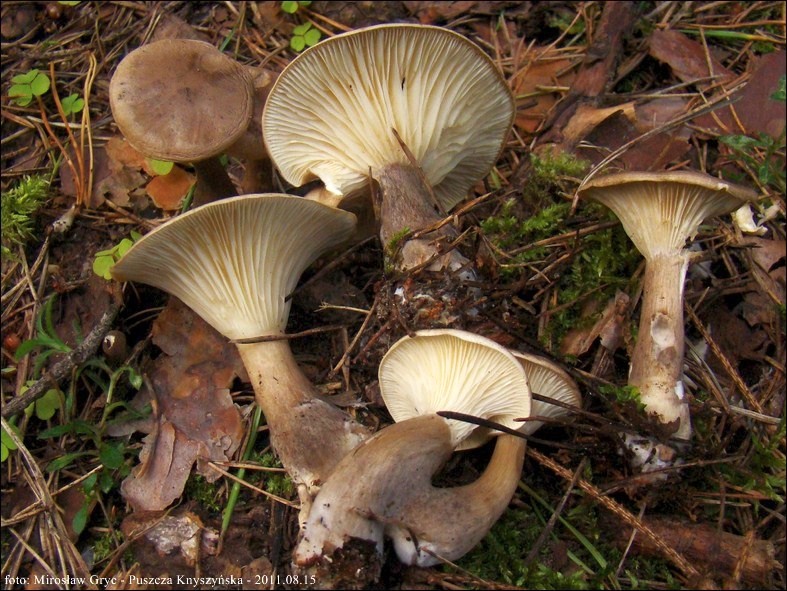 lejkówka buławotrzonowa - zdjęcie główne