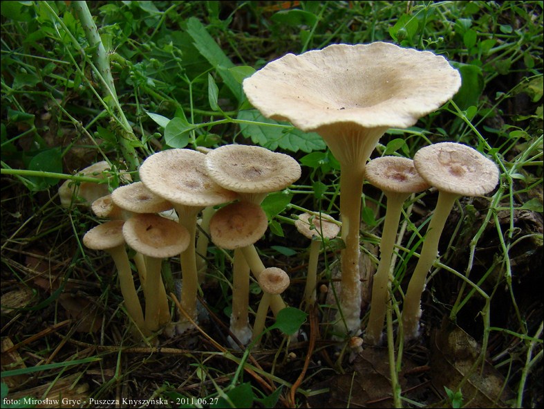 lejkówka karbowana - zdjęcie główne