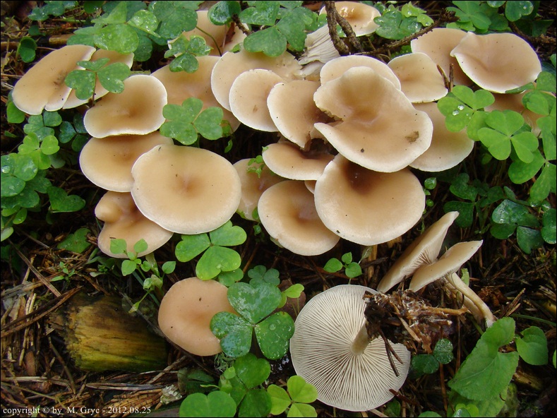 lejkówka rdzawa - zdjęcie główne