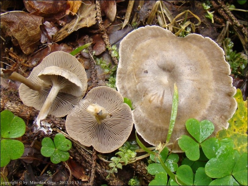lejkówka mączna - zdjęcie główne