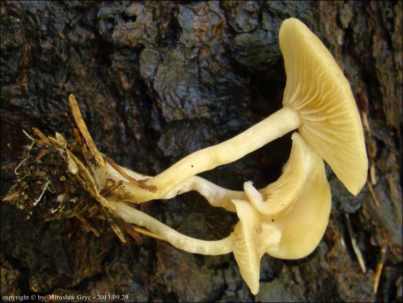 lejkówka pachnąca - zdjęcie główne