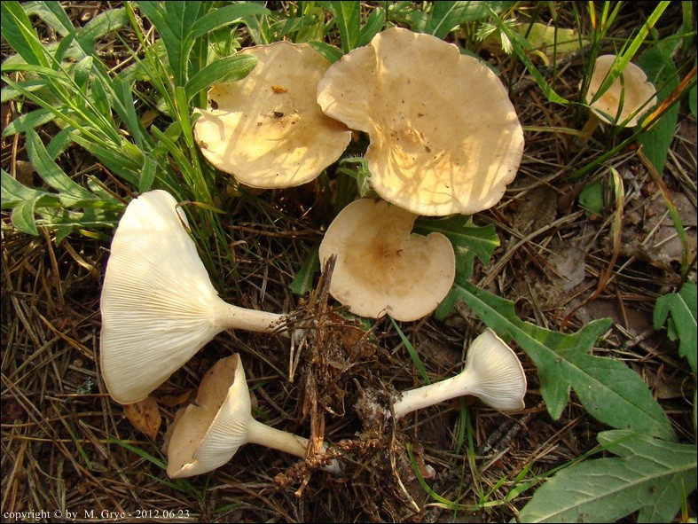 lejkówka żółtobrązowa - zdjęcie główne