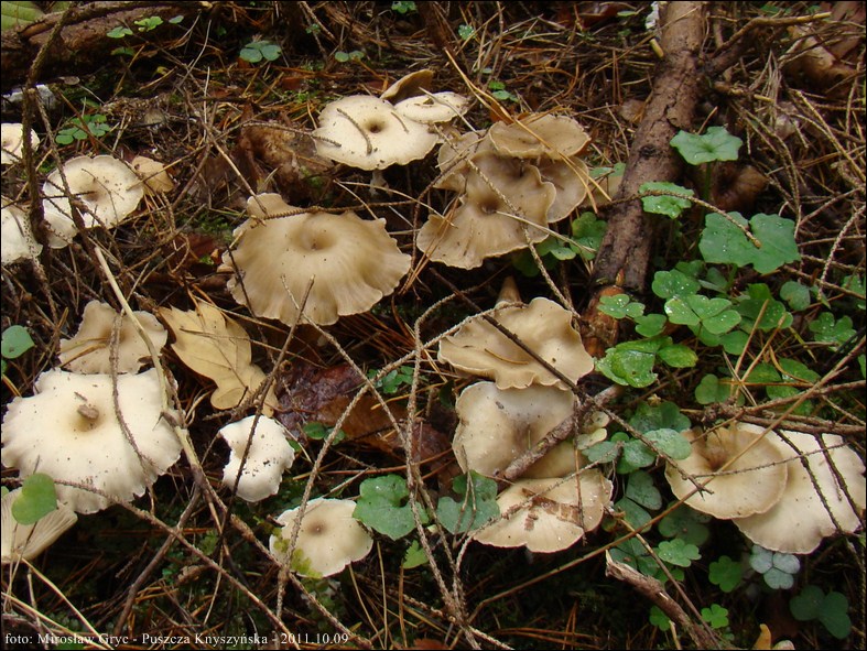 lejkówka dwubarwna - zdjęcie główne