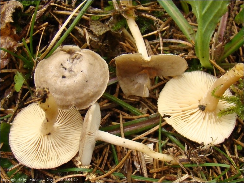 lejkówka oszroniona - zdjęcie główne