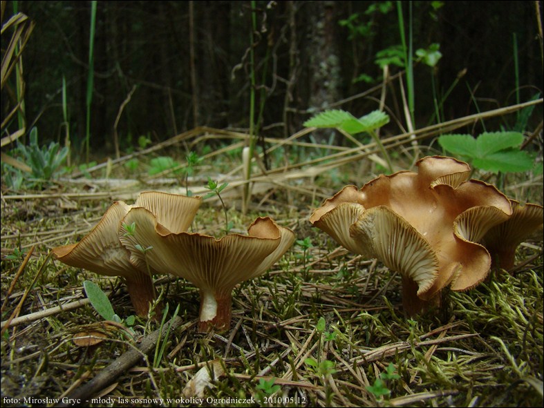 lejkówka czerwonawa - zdjęcie główne