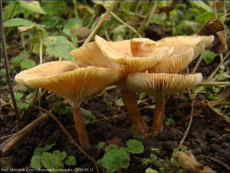 lejkówka łuseczkowata - zdjęcie główne