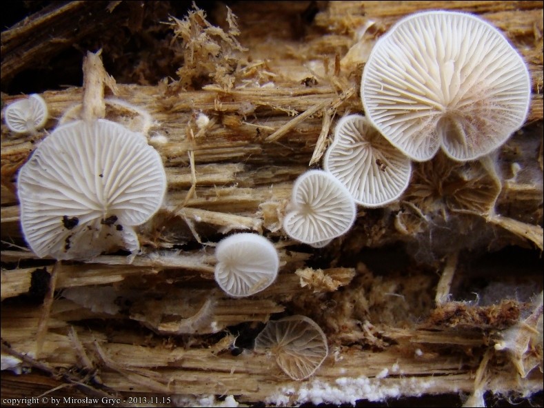 bruzdniczek malutki - zdjęcie główne